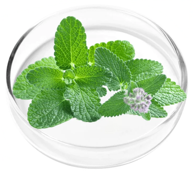 Peppermint Leaf