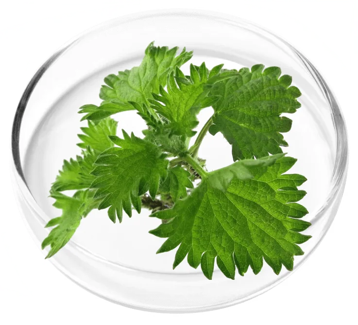 Peppermint & Plant Flavors